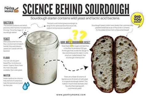 How much is a package of dry yeast, and why does it feel like the universe is conspiring against my sourdough starter?